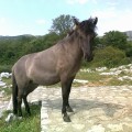 Slika se učitava...